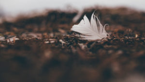 Feather in the seaweed on the beach Feather in the seaweed on the beach